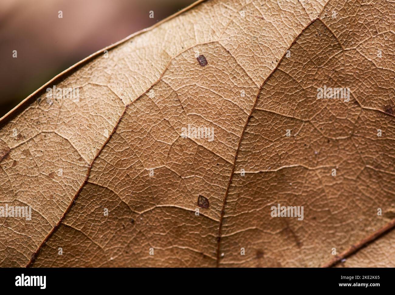 Primo piano il disegno naturale di una foglia marrone in autunno Foto Stock