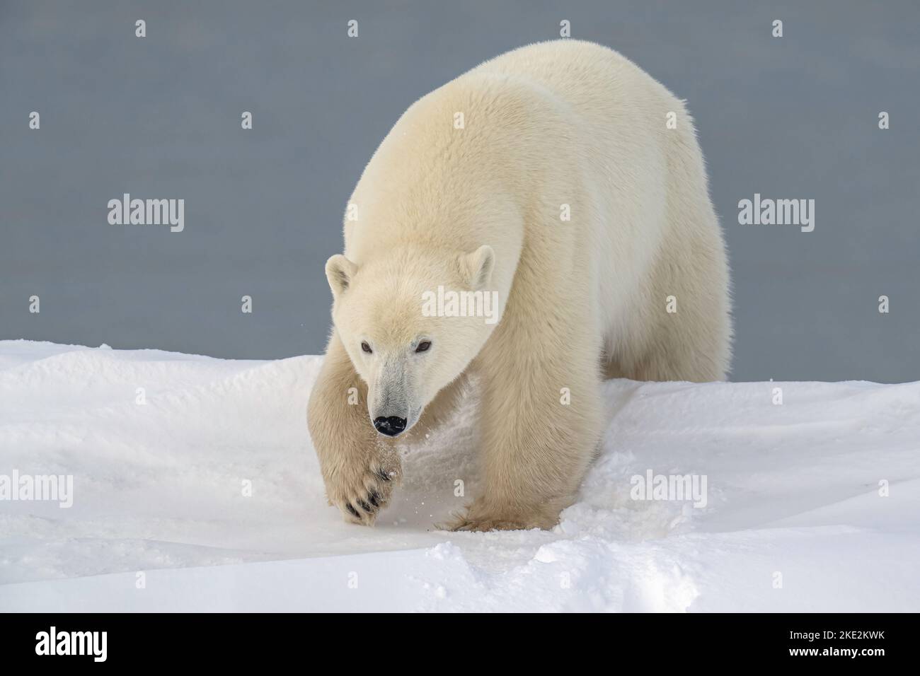 Orso polare Foto Stock