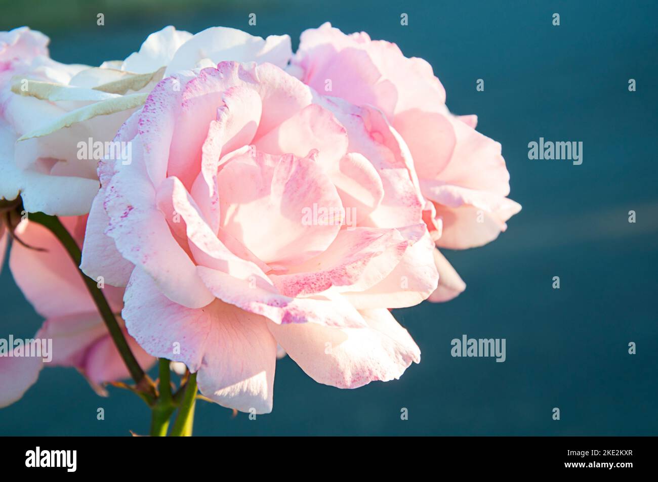 Rosa rose crescere primo piano in questa immagine della natura. Rosa e bianco gruppo di rose su uno sfondo blu scuro sfocato con luce naturale colpisce Foto Stock