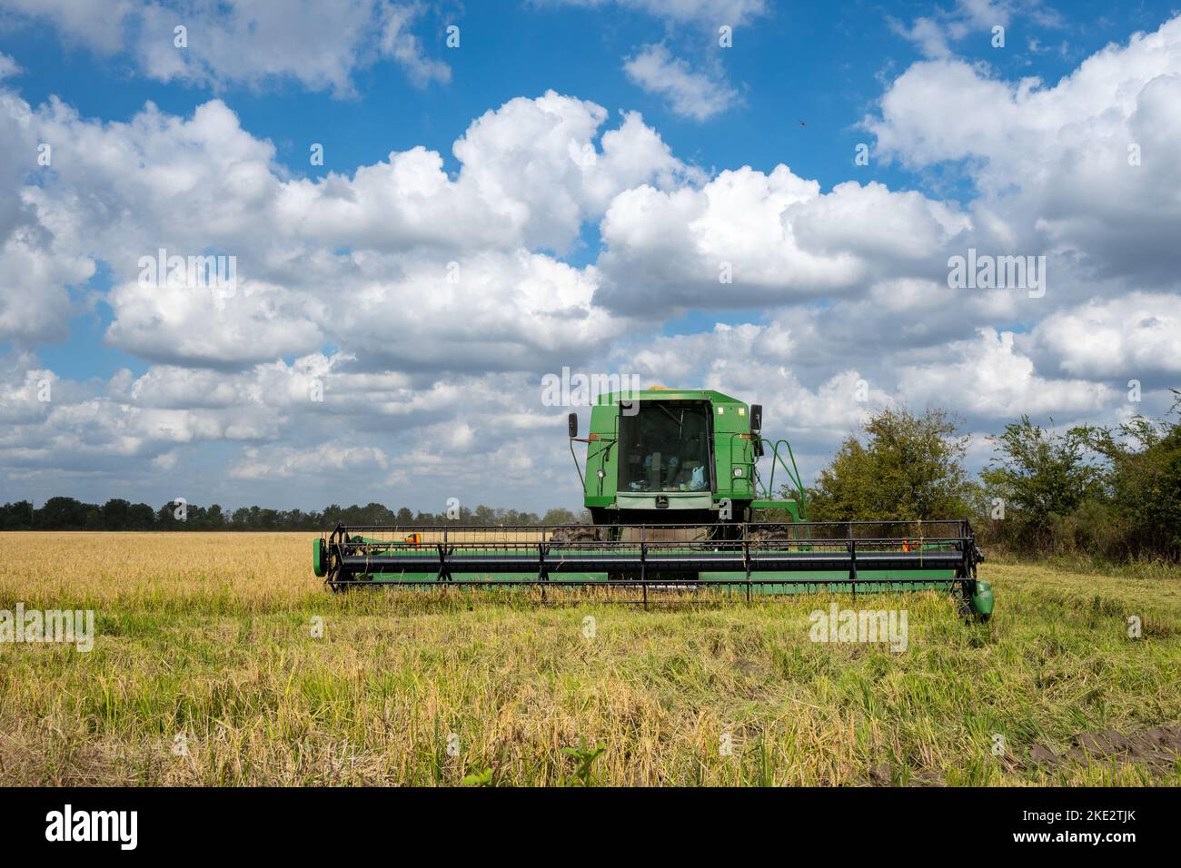 Un agricoltore che utilizza una mietitrebbia John Deere che raccoglie riso in un campo di riso. Katy, Texas, Stati Uniti. Foto Stock