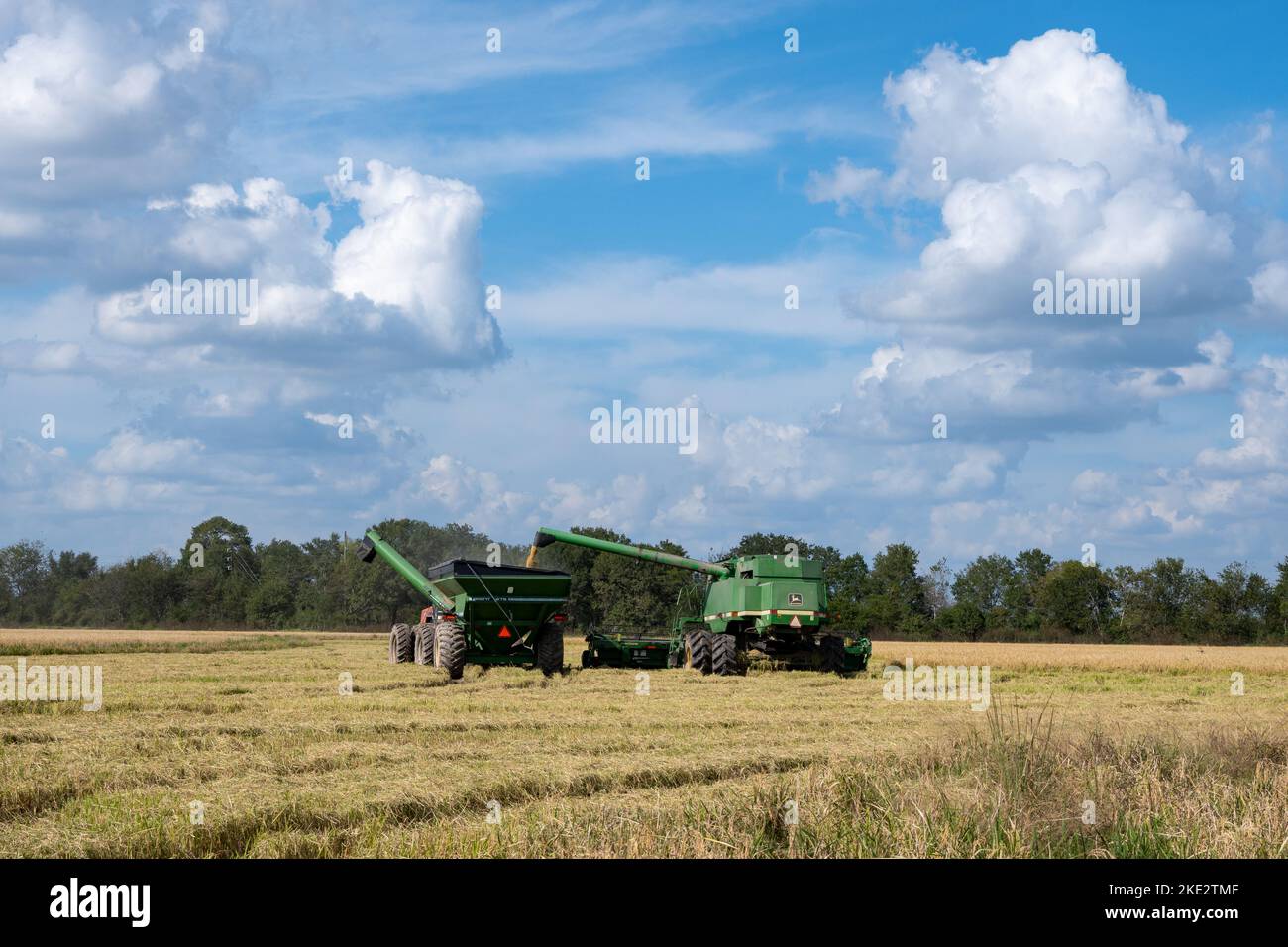 Un agricoltore che utilizza una mietitrebbia John Deere che raccoglie riso in un campo di riso. Katy, Texas, Stati Uniti. Foto Stock