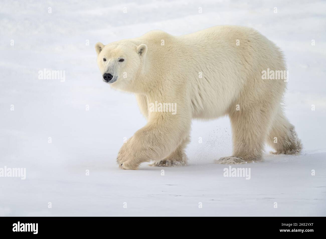 Orso polare Foto Stock