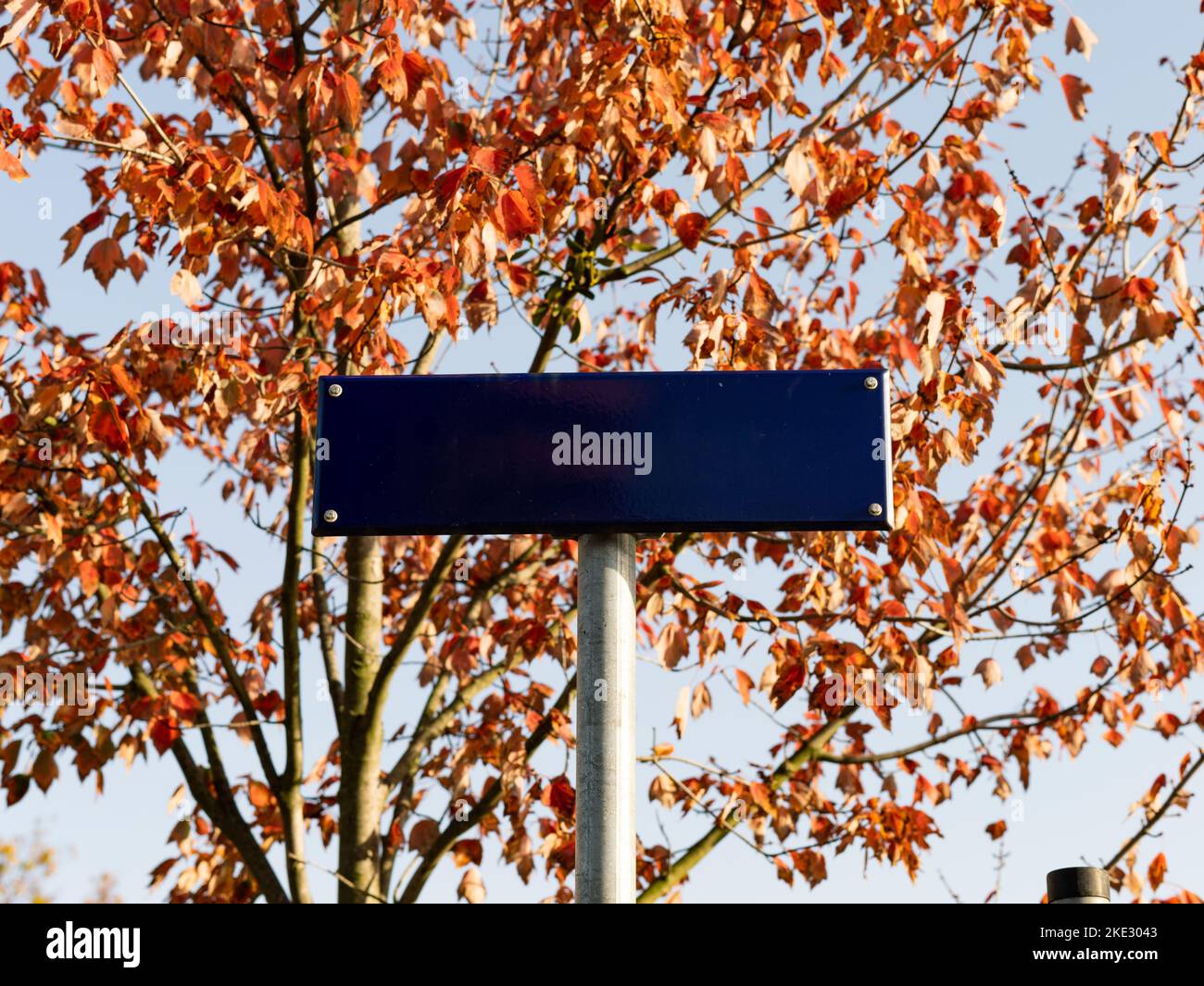 Cartello con il nome della strada vuoto di fronte ad un albero autunnale. Piastra di metallo blu come spazio di copia. Modello per un nome di strada in Germania con belle foglie arancioni. Foto Stock