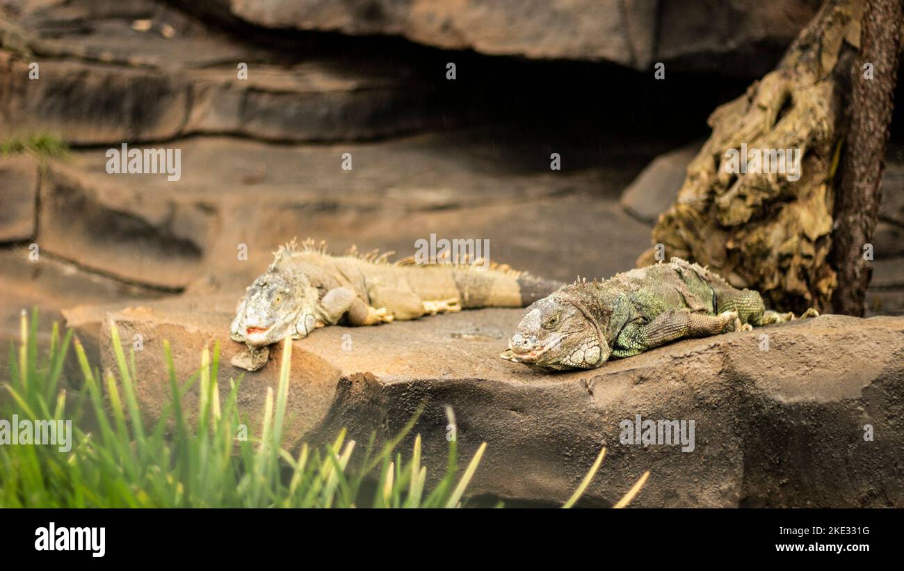 Iguana napping su un letto di pietra Foto Stock