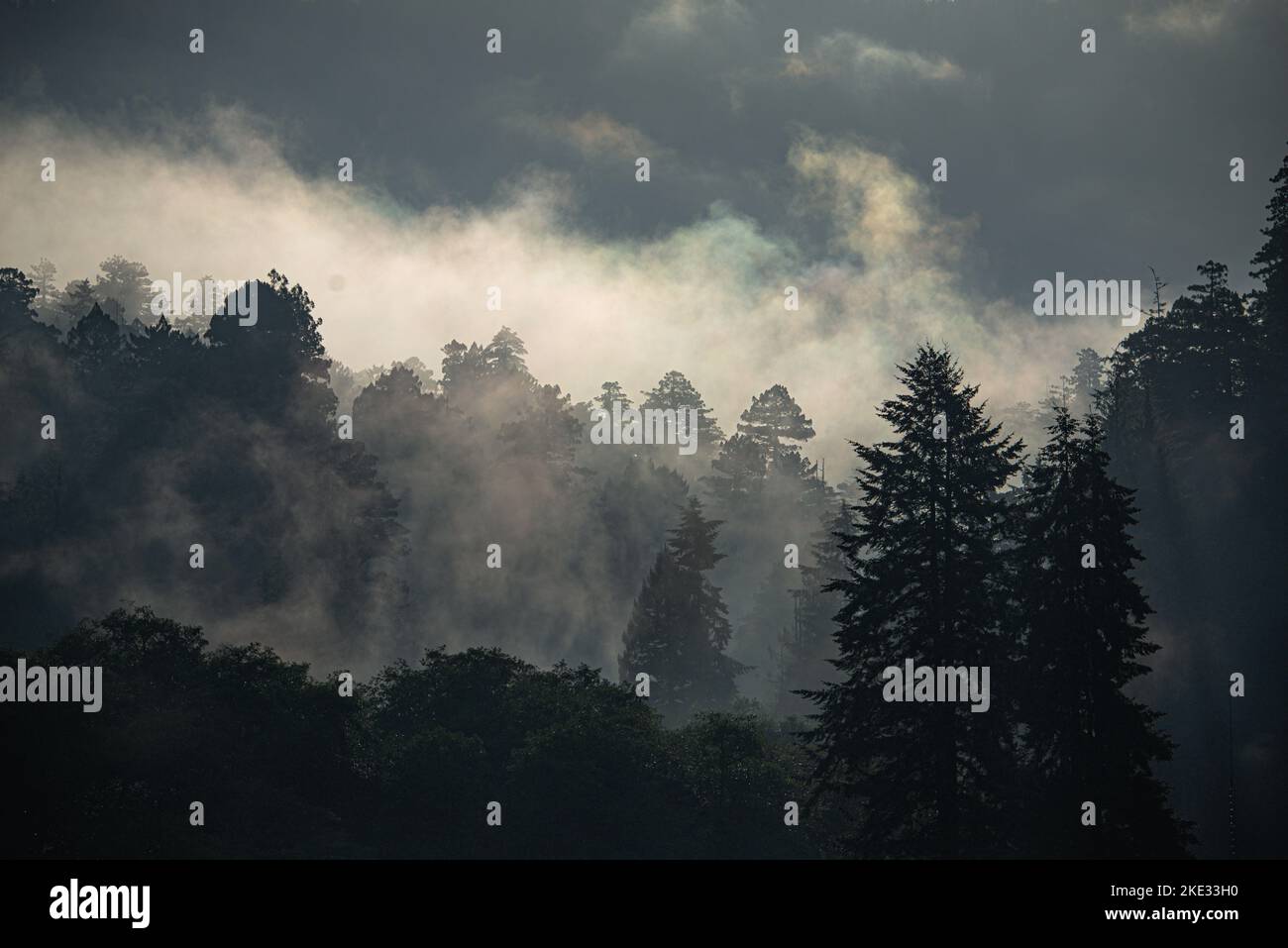 La prima mattina, la nebbia costiera inviluppa una foresta pluviale di Temperate nel Parco Nazionale Olimpico di Washington Foto Stock