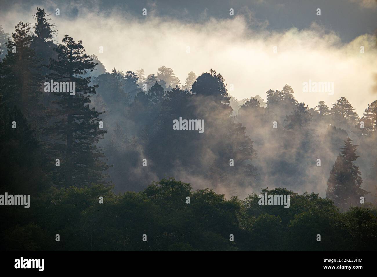 La prima mattina, la nebbia costiera inviluppa una foresta pluviale di Temperate nel Parco Nazionale Olimpico di Washington Foto Stock