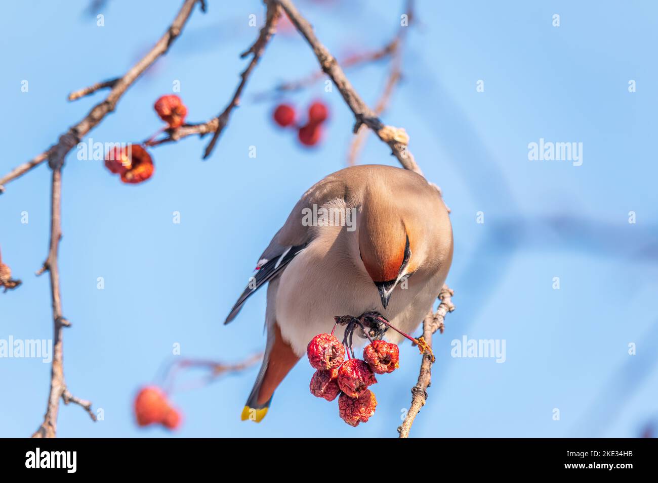 waxwing bohémien seduto su un albero di mele selvatico in inverno o in primavera. Il waxwing, un bellissimo uccello tufted mangia mele rosse selvatiche in inverno. Selvaggio Foto Stock