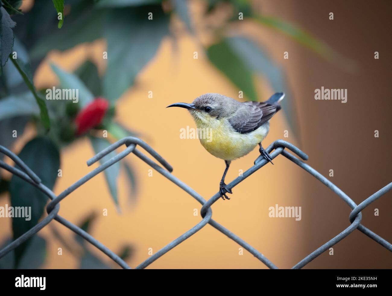 Un Sunbird viola femmina seduto su una recinzione in rete metallica. Foto Stock