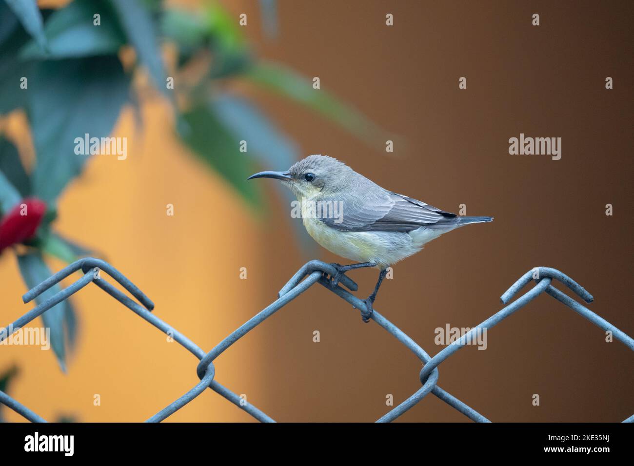 Un Sunbird viola femmina seduto su una recinzione in rete metallica. Foto Stock