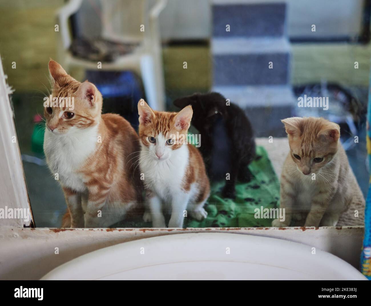 Gatti, ricovero e adozione animali domestici in clinica veterinaria, benessere degli animali e centro di salvataggio. Cucciolo di zenzero abbandonato, senza casa e perduto Foto Stock