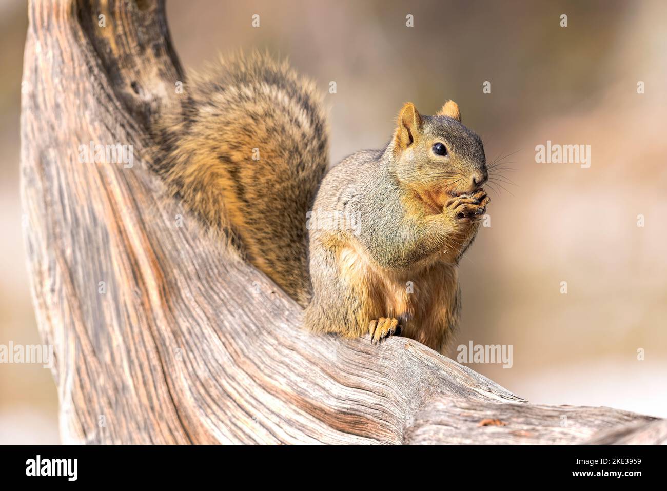 Uno scoiattolo volpe gode di uno spuntino su un ceppo stagionato. Foto Stock