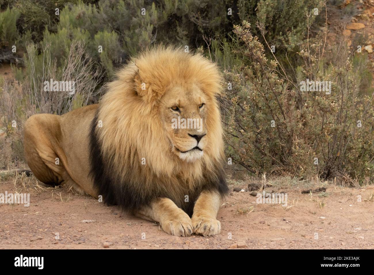 Leone seduto a terra Foto Stock