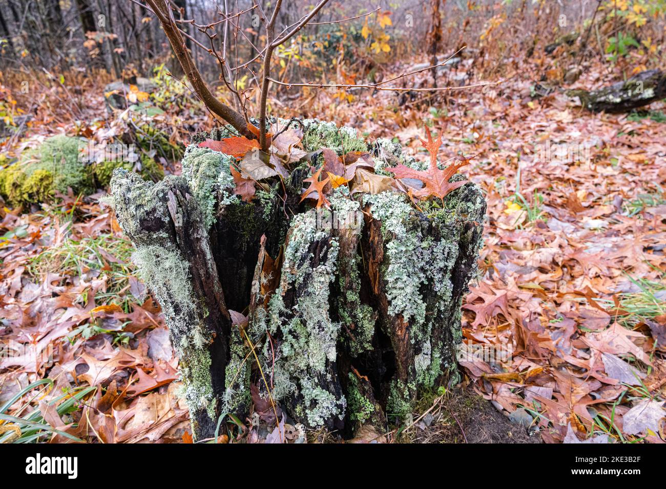 Lichene albero coperto ceppo tra foglie cadute autunno. (USA) Foto Stock