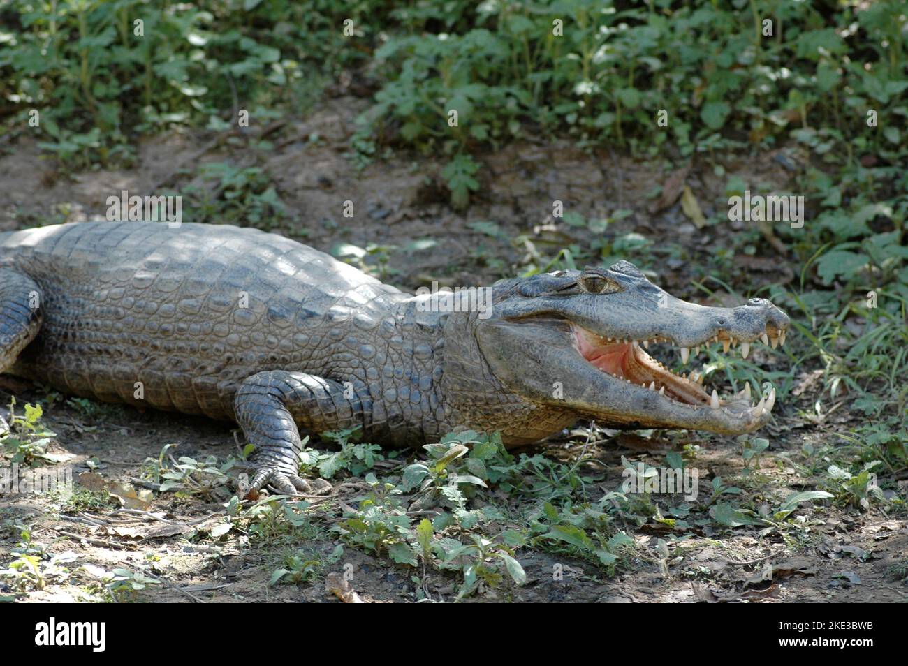 Aligator cayman coccodrillo rurrenabaque Bolivia Amazonas dschungle Foto Stock