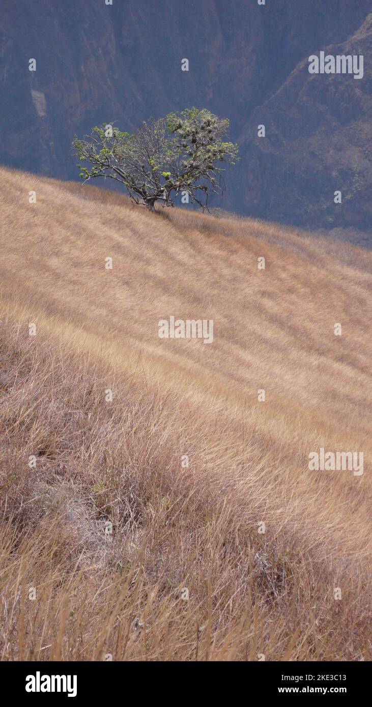 Marrone erba collina ripida con albero Andes montagne Foto Stock