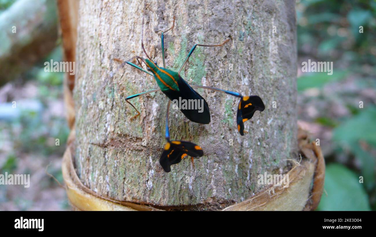 colorfull foglia footed bug verde arancione nero makro beautifull tropic dschungle Foto Stock