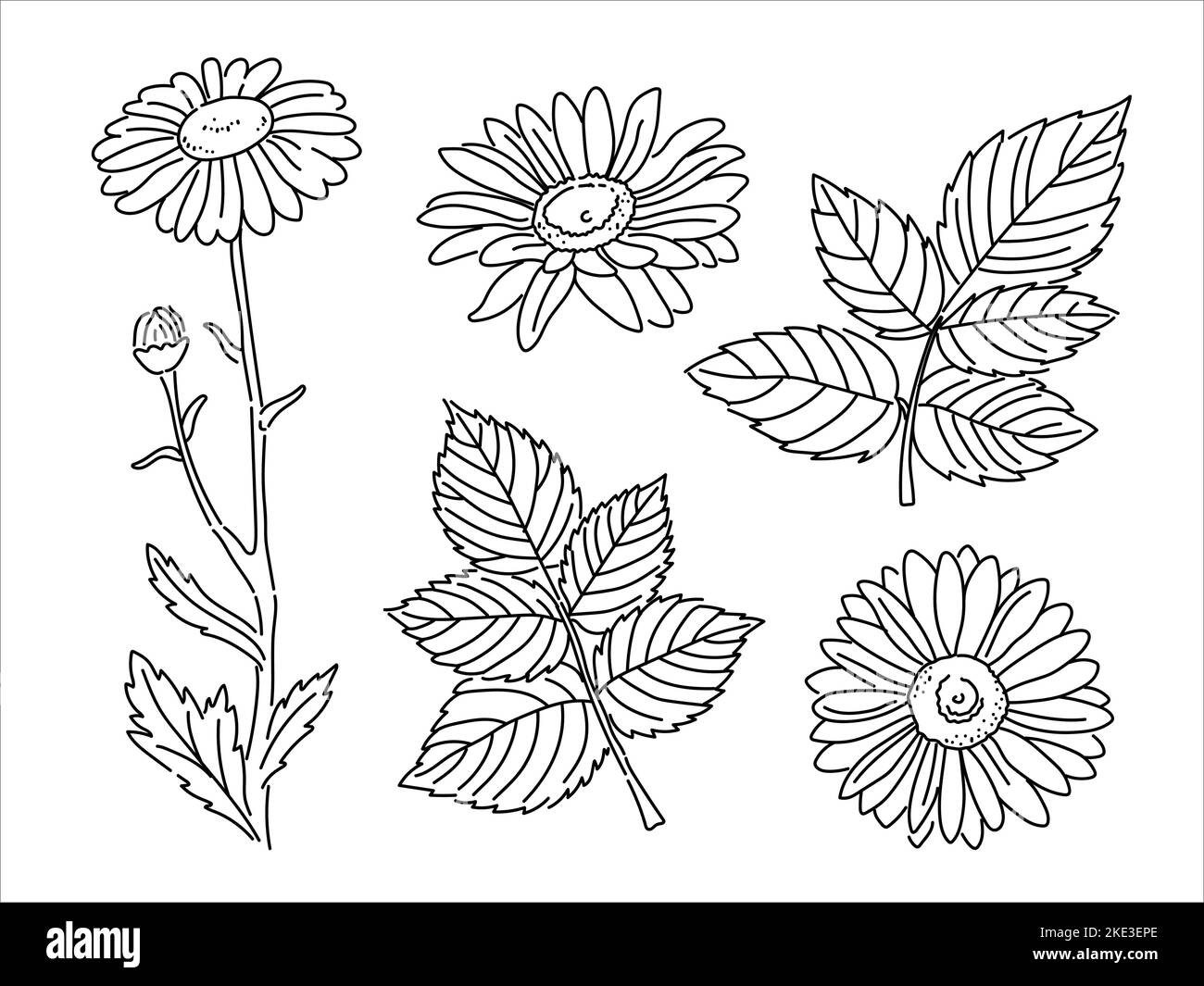 Set vettoriale di camomili in stile doodle. Silhouette di un fiore farmacia. Pianta medicinale botanica Illustrazione Vettoriale
