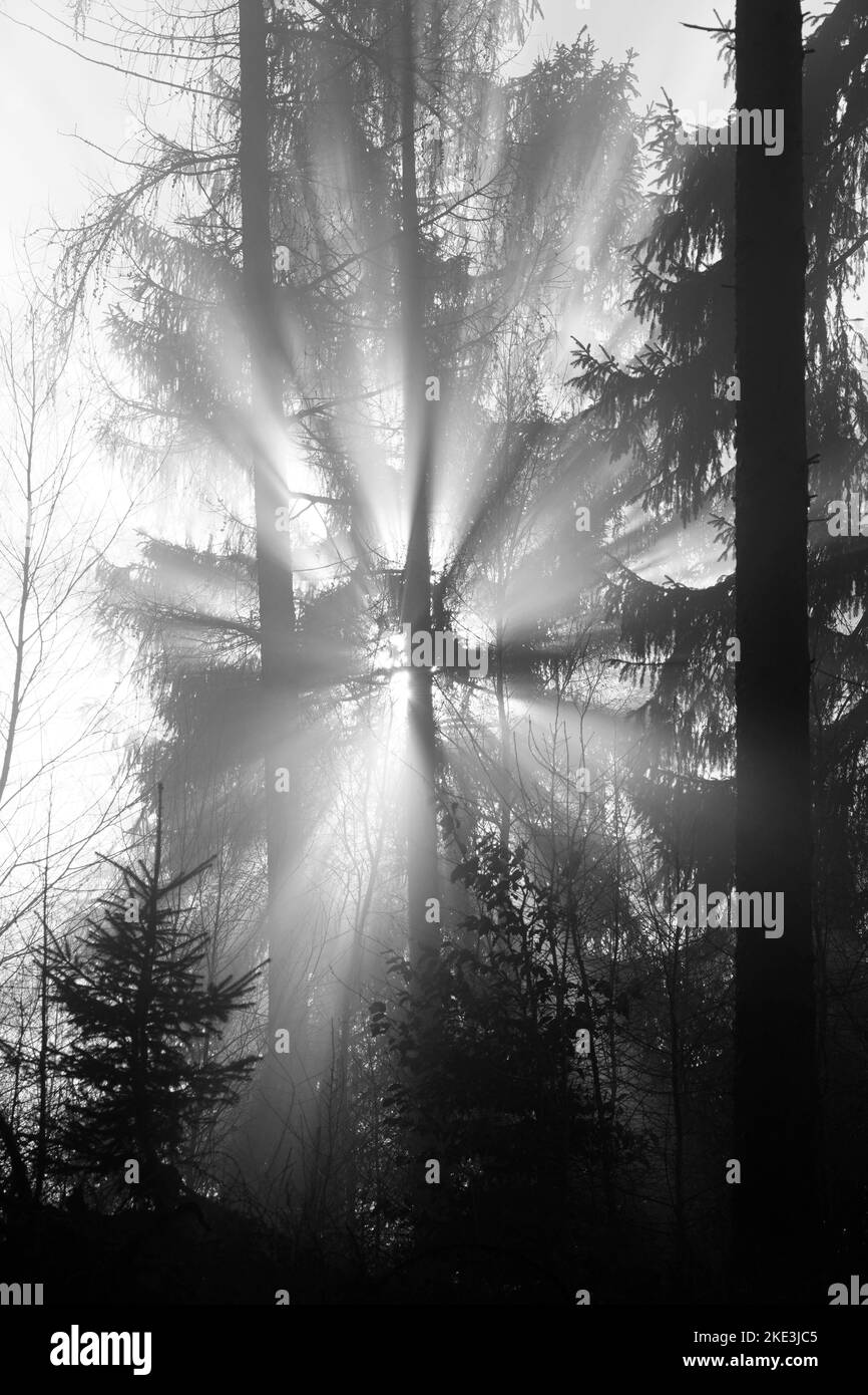 Raggi del sole nella foresta densa. Foto Stock