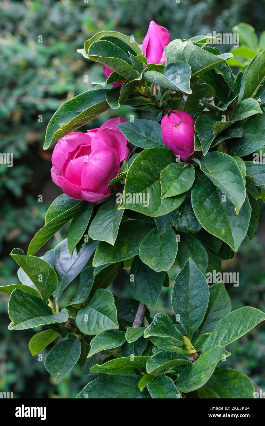 Magnolia 'Cleopatra', Magnolia x soulangeana Cleopatra, albero di magnolia Rosa Foto Stock