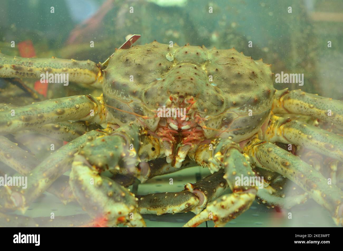 Re Crab in Aquarium Norvegia sul mercato allive Foto Stock