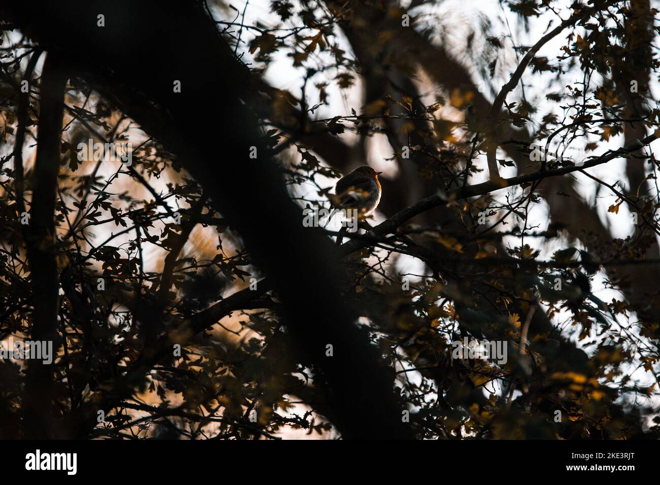 Alberi autunnali con piccolo Robin Hiding all'interno Foto Stock