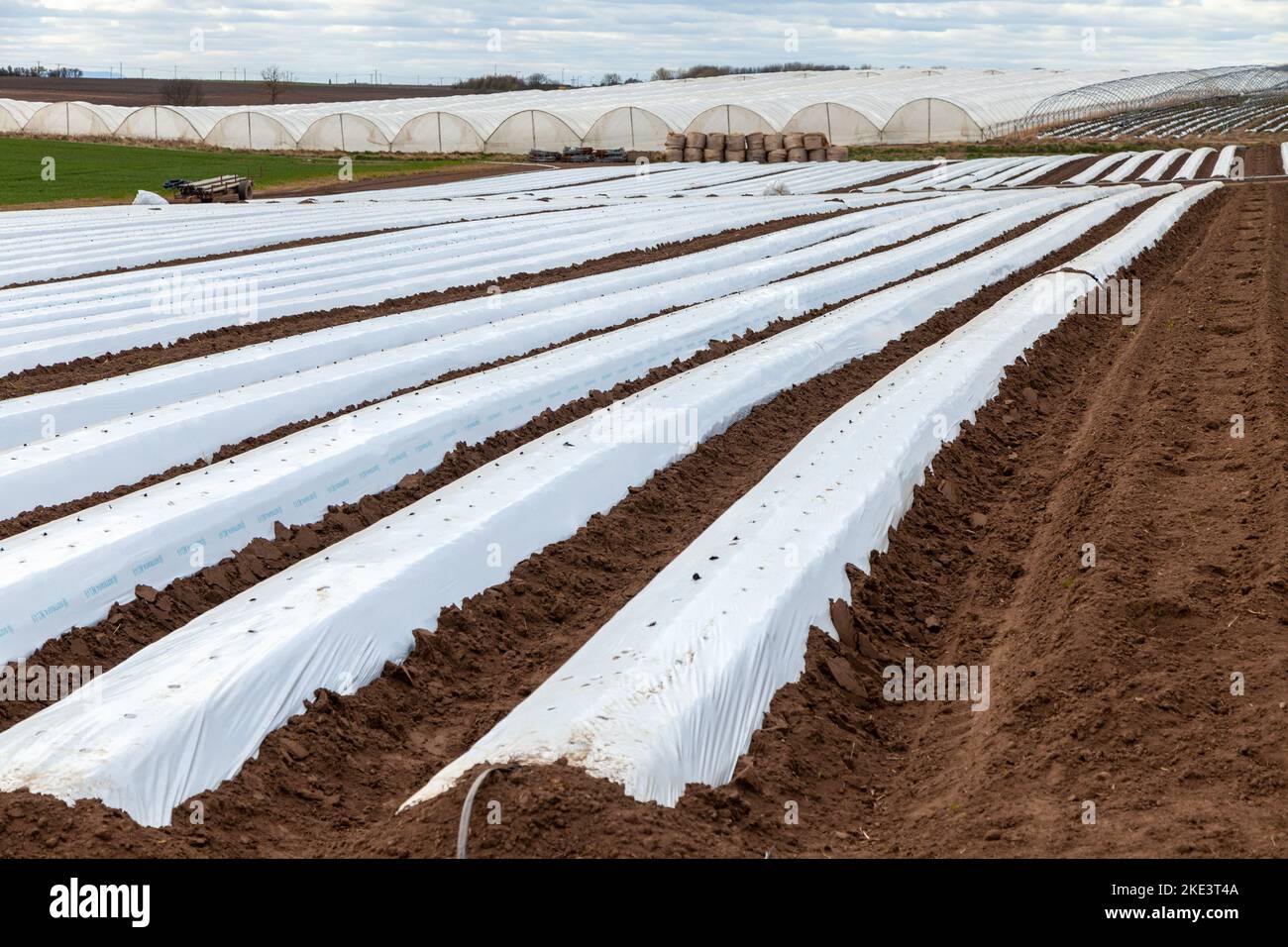 Vello agricolo che copre colture seminate a Fife, Scozia Foto Stock