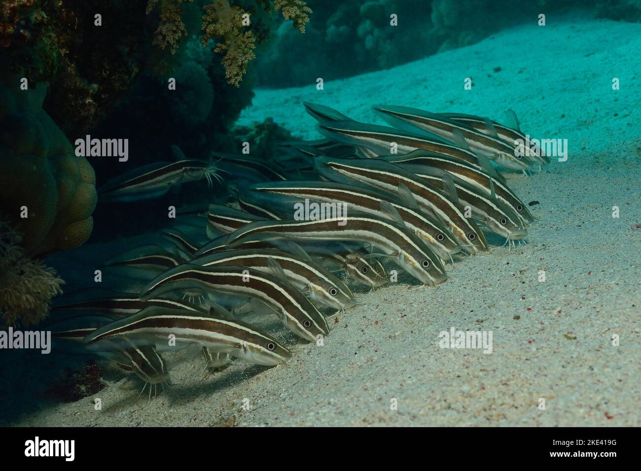 Striping catfishes anguilla, Gestreifter Korallenwels, Plotosus lineatus, Schwarmverhalten, comportamento scolastico Foto Stock