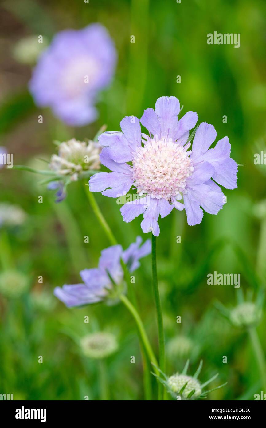 Scabiosa caubinica, il fiore caucasico del cuscino, il fiore caucasico del cuscino o lo scabio caucasico Foto Stock