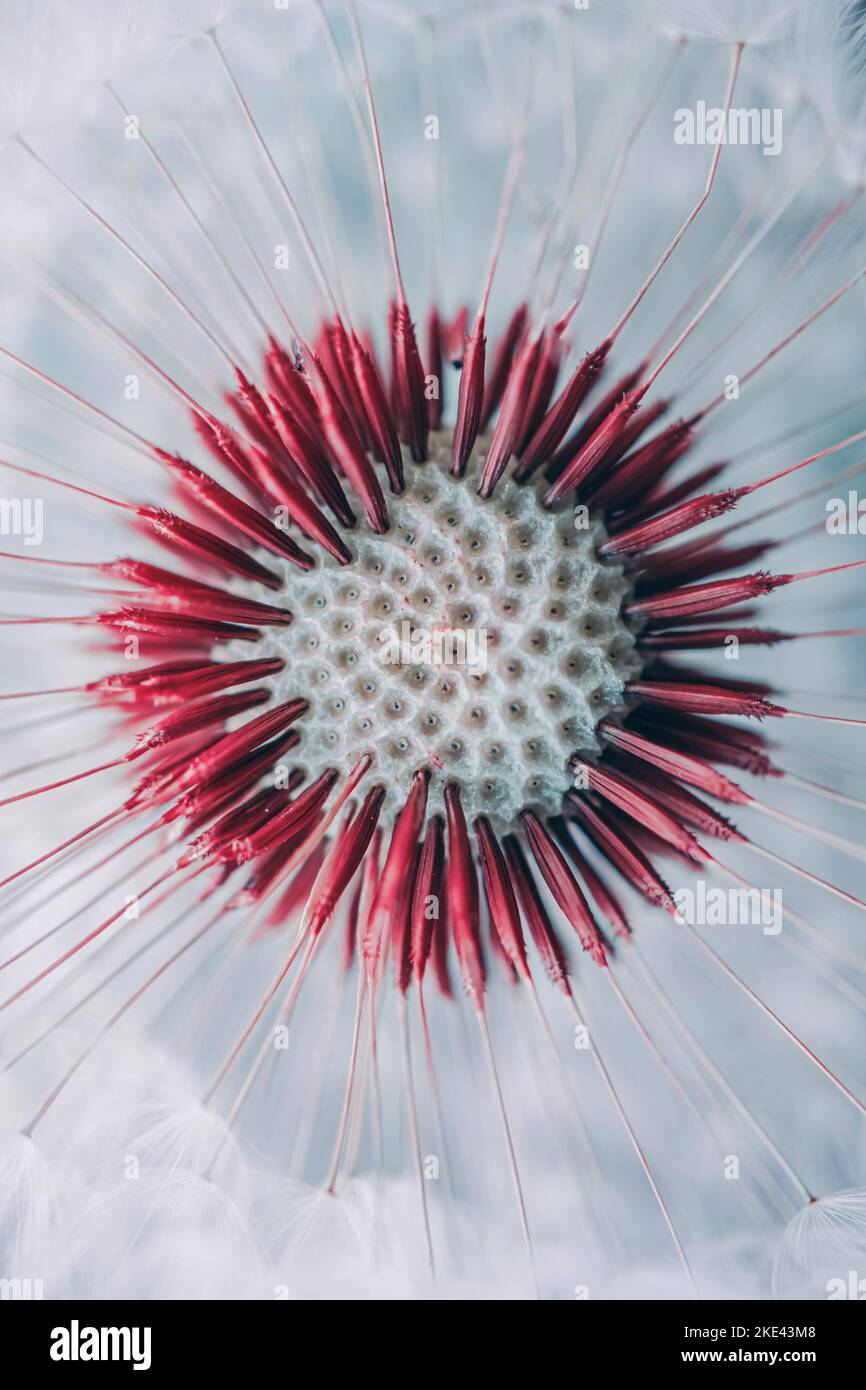 bel fiore di dente di leone in primavera, sfondo bianco Foto Stock