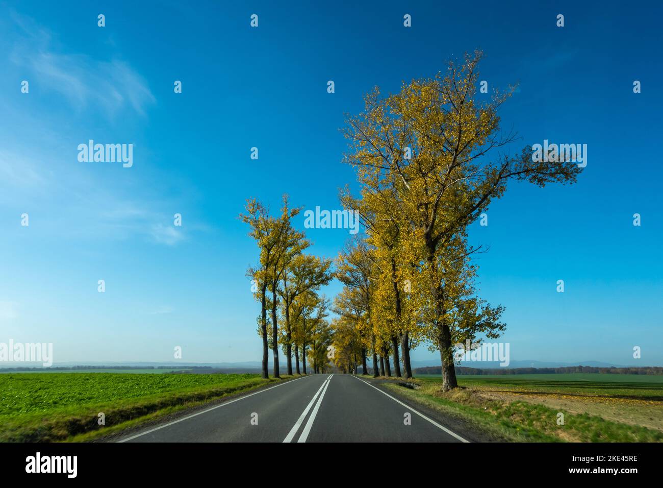 Bella strada con alberi autunnali con foglie dorate. Cielo blu perfetto. La foto è stata scattata in una giornata di sole da un'auto durante la guida. Foto Stock