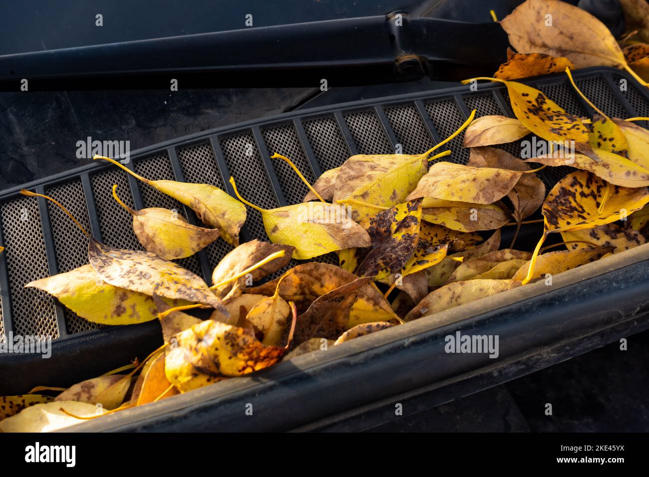 Foglie d'autunno dorate che bloccano il flusso d'aria sulla griglia di ventilazione sotto il cofano dell'auto. Foto scattata in condizioni di luce naturale. Foto Stock