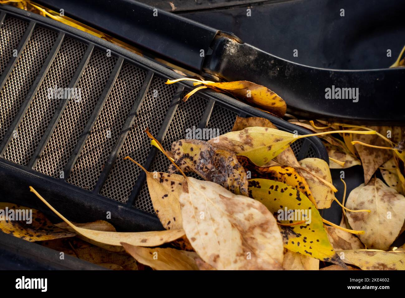 Foglie d'autunno dorate che bloccano il flusso d'aria sulla griglia di ventilazione sotto il cofano dell'auto. Foto scattata in condizioni di luce naturale. Foto Stock