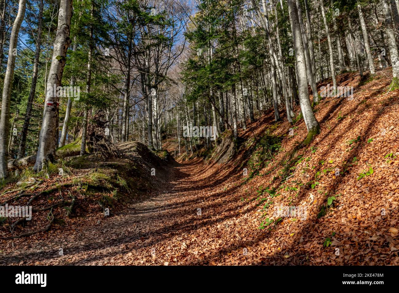 Il sentiero che porta alla cima del Monte penna coperta da foglie autunnali, Badia Prataglia, Arezzo, Italia Foto Stock