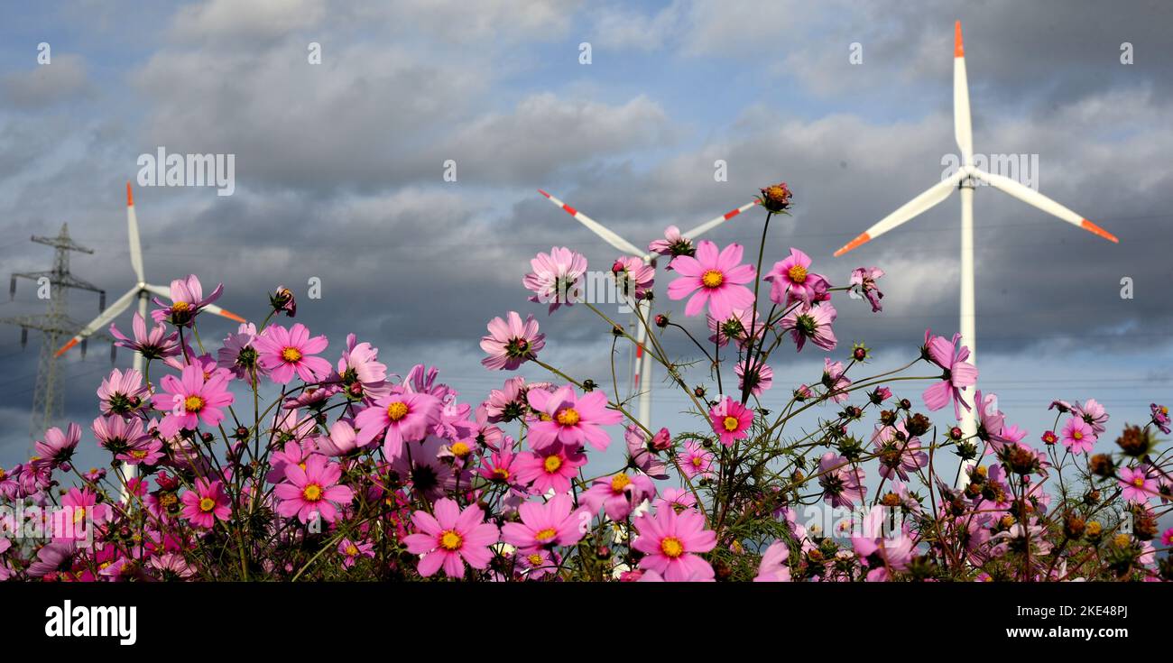 Bitterfeld Wolfen, Germania. 09th Nov 2022. Le turbine eoliche si trovano dietro innumerevoli fiori colorati di Cosmea, noti anche come cestini ornamentali, e marigolds su una strada trafficata vicino a Bitterfeld-Wolfen. La grande area floreale è stata creata come un prato fiorito da un'attività agricola per api, farfalle e altri insetti accanto a un campo e ora anche delizia gli utenti della strada. Credit: Waltraud Gruditzsch/dpa/Alamy Live News Foto Stock