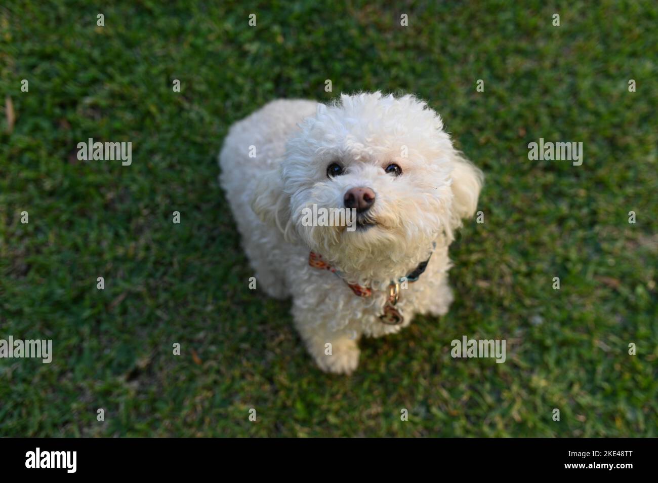 Un primo piano di un Bichon Frise bianco che guarda in alto Foto Stock
