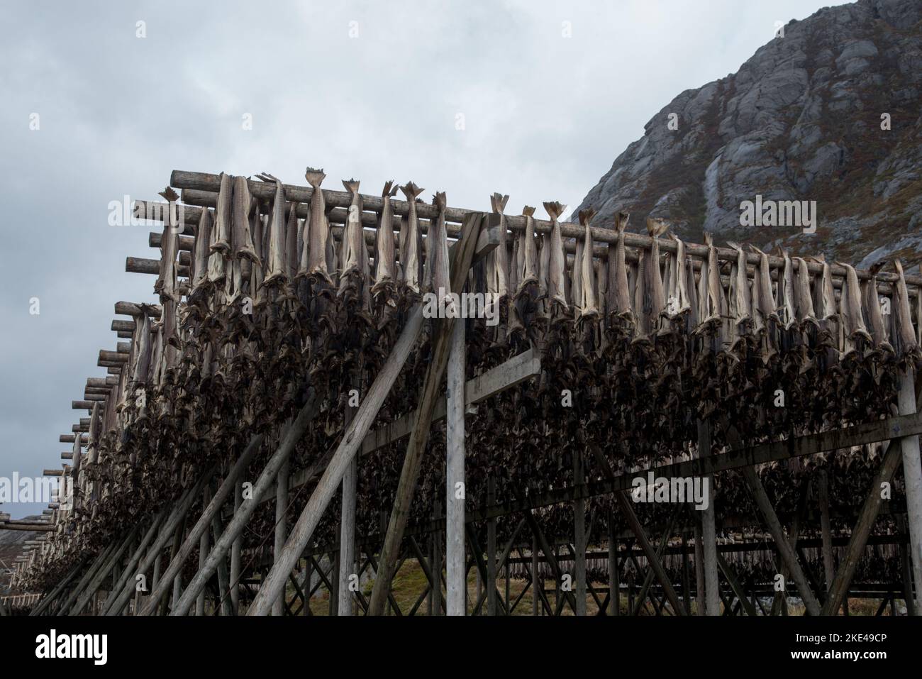 Lo stoccafisso appeso a Sund, un piccolo e pittoresco villige di pesca nell'arcipelago delle Lofoten, nella contea di Nordland, in Norvegia. Foto Stock