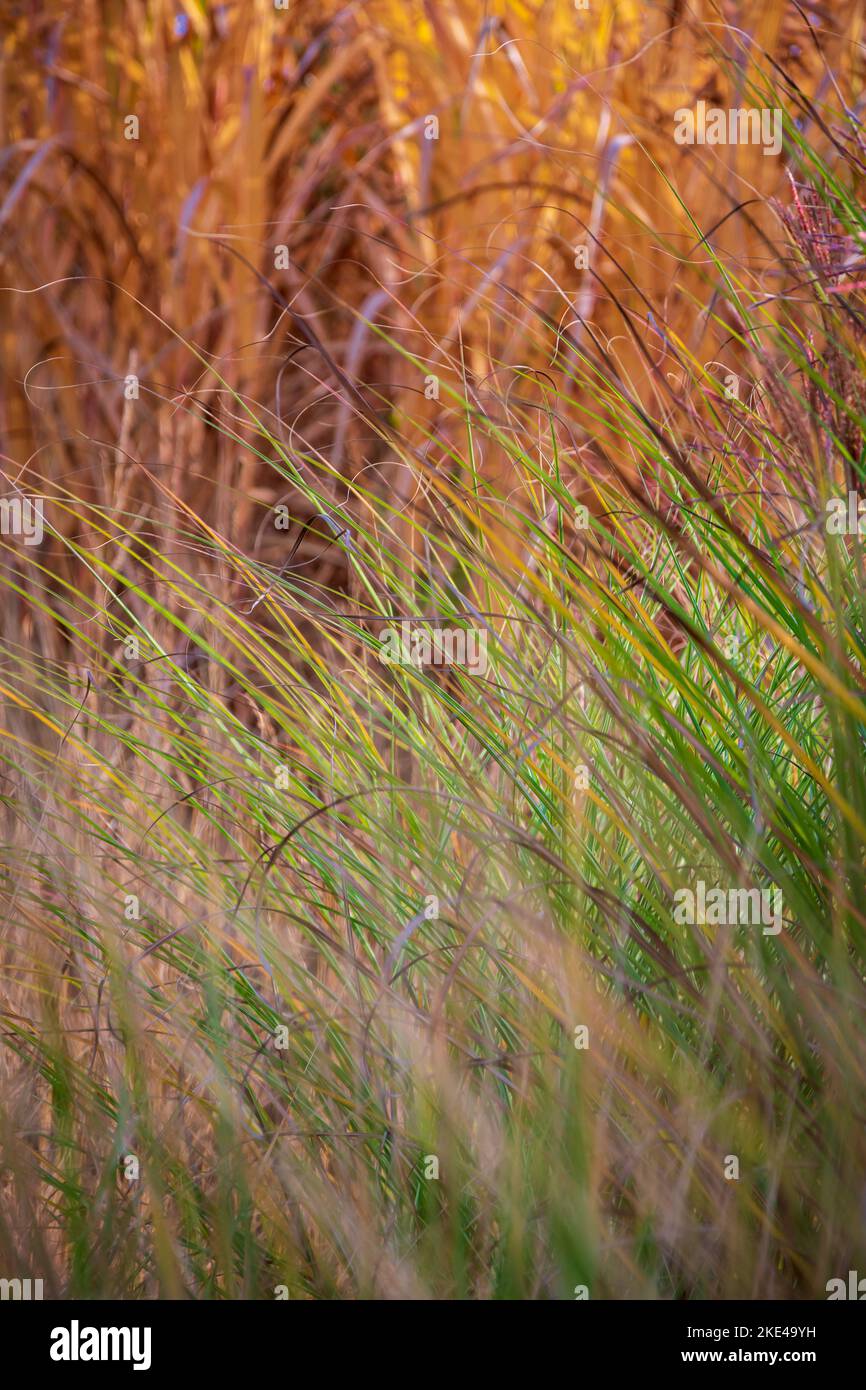 Primo piano - su verde, erba ornamentale. Erba sfocata, gialla, alta sullo sfondo. Incredibile immagine floreale. Foto Stock