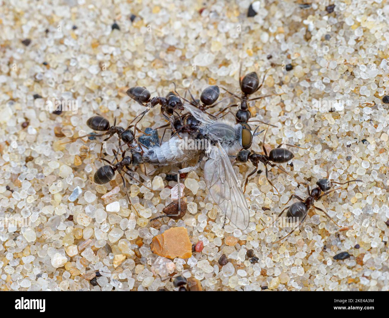 Black ANT, Lasius niger, predazione e smembramento di una mosca Norfolk giugno Foto Stock