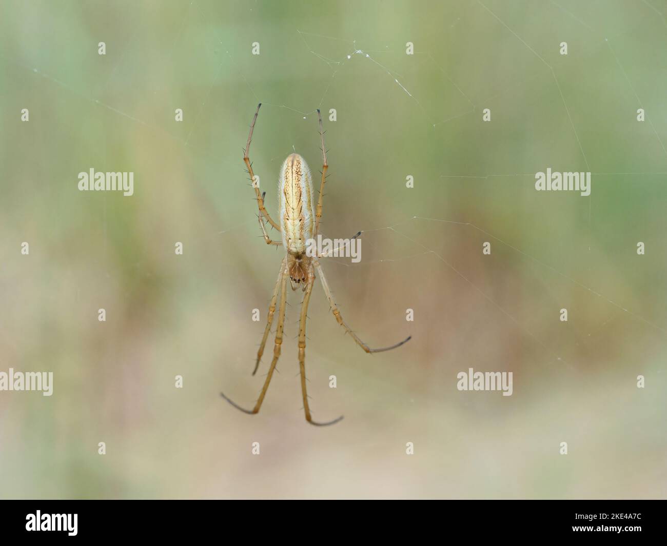 Spider di tessitore di Orb lungo Jawed, Tetragnatha extensa, ragno adulto su it's web su un gambo di erba Norfolk giugno Foto Stock