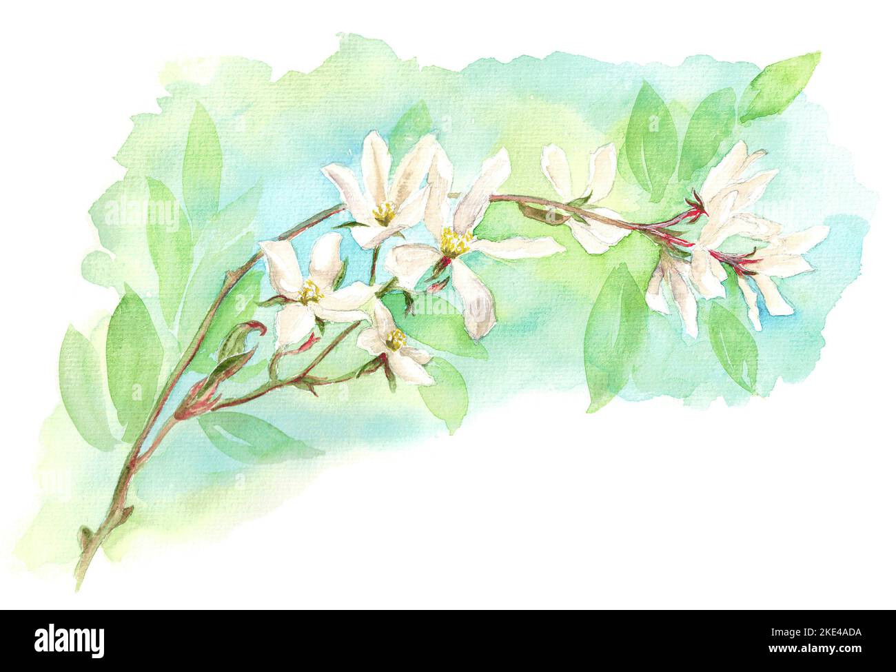 Illustrazione a colori disegnata a mano del ramo in fiore di Magnolia (Star Magnolia, Magnolia stellata) Foto Stock