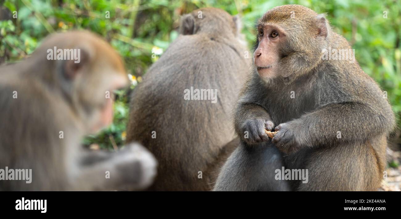 Il macaco selvatico di Formosan, la scimmia di roccia di Formosan anche chiamata macaco taiwanese a Taiwan stanno mangiando e si prendono cura di altri. Foto Stock