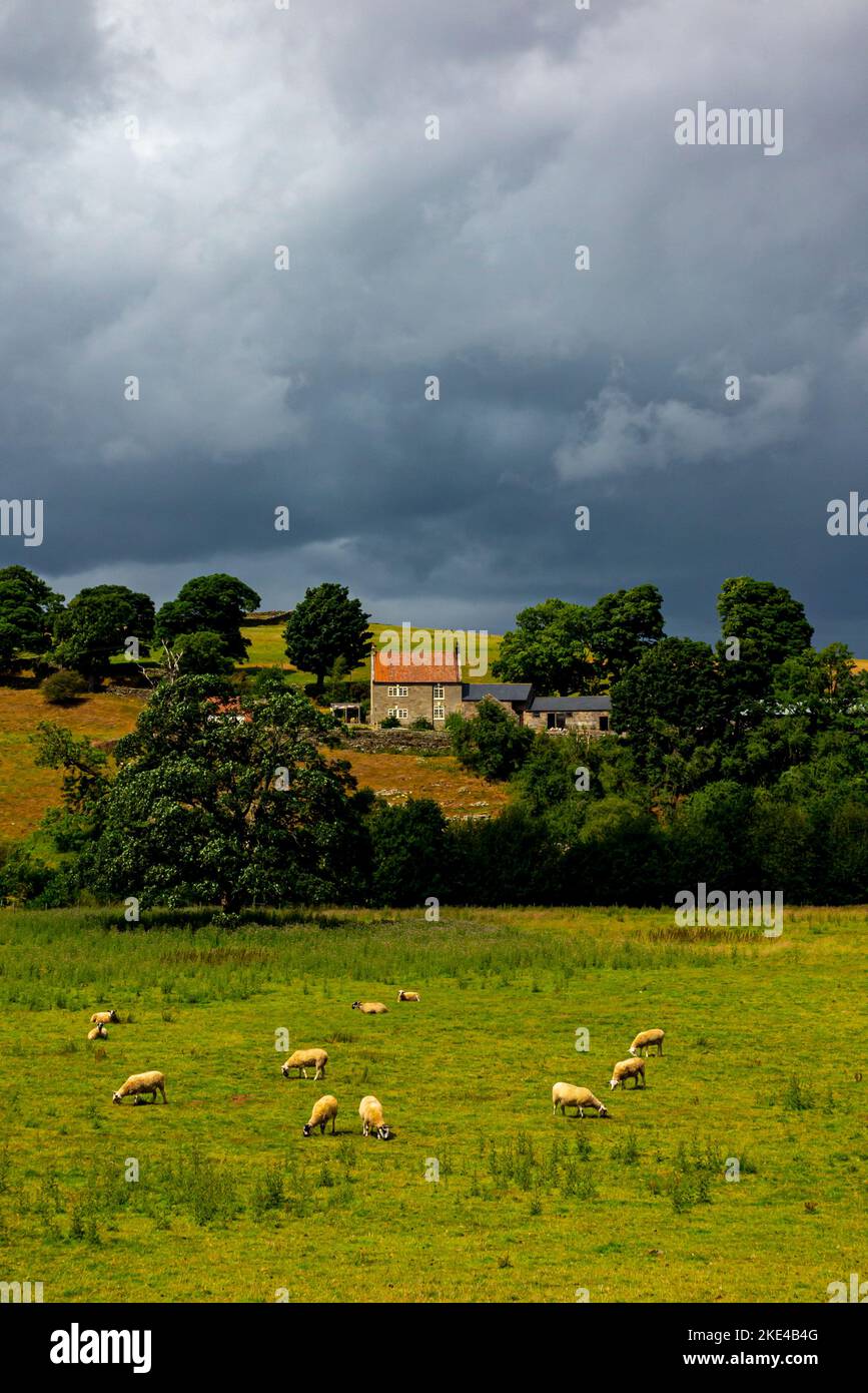 Pecore che pascolano su terreni agricoli sotto un cielo tempestoso vicino a Danby nel North York Moors National Park Yorkshire Inghilterra Regno Unito. Foto Stock