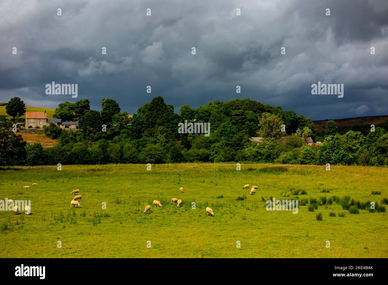 Pecore che pascolano su terreni agricoli sotto un cielo tempestoso vicino a Danby nel North York Moors National Park Yorkshire Inghilterra Regno Unito. Foto Stock