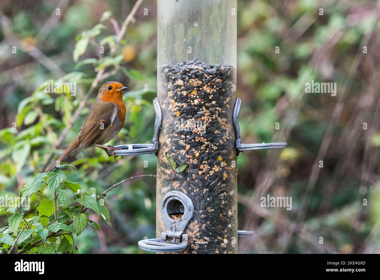 Un robin, Erithacus rubecula, che si nutrono di un alimentatore di semi da giardino. Foto Stock