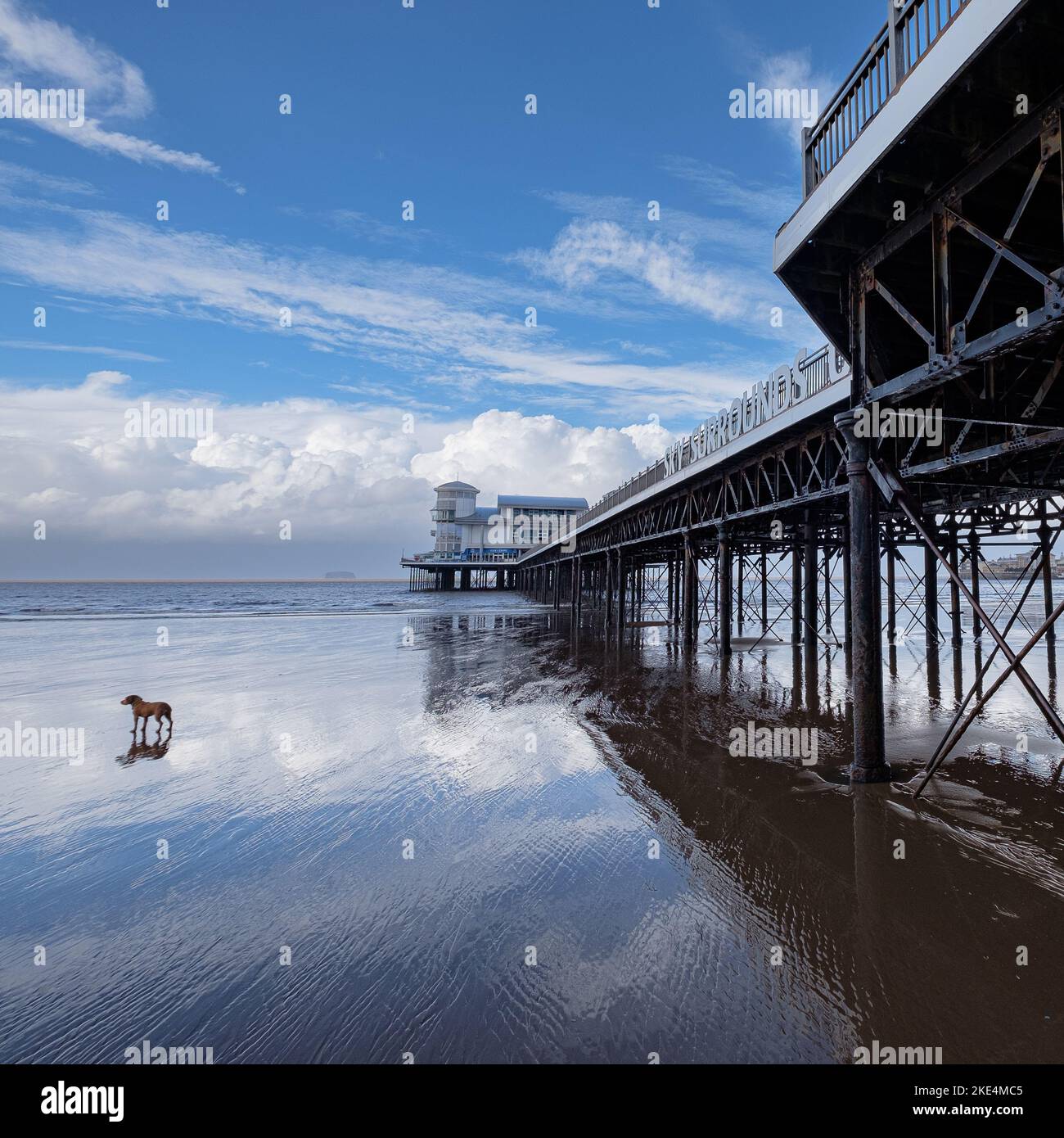 Un cane sulla spiaggia da solo vicino al Grand Pier, Weston-Super-Mare, North Somerset Foto Stock