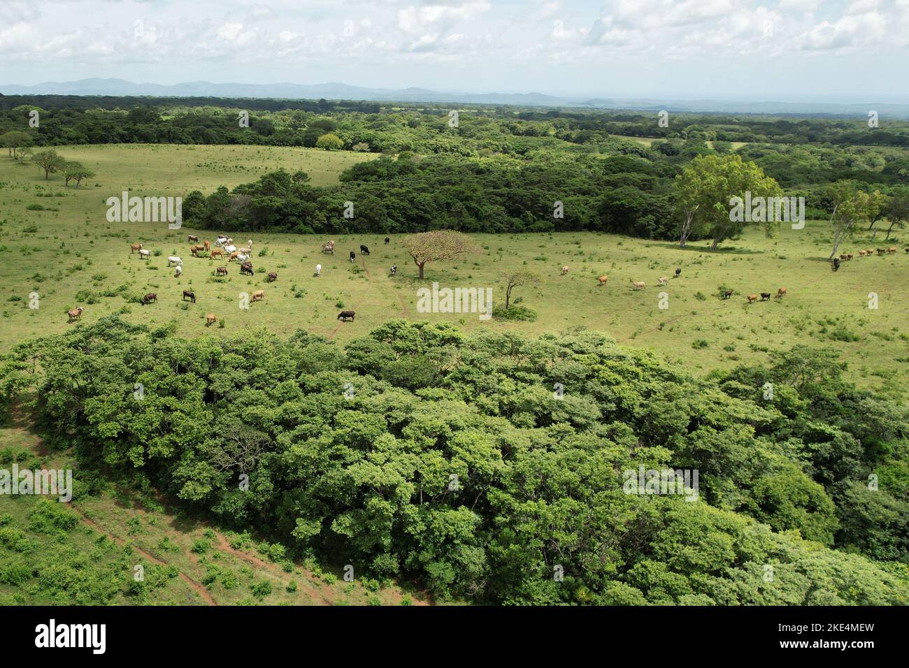 Gruppo di animali da fattoria in pascolo su luminoso sole giorno vista aerea drone Foto Stock