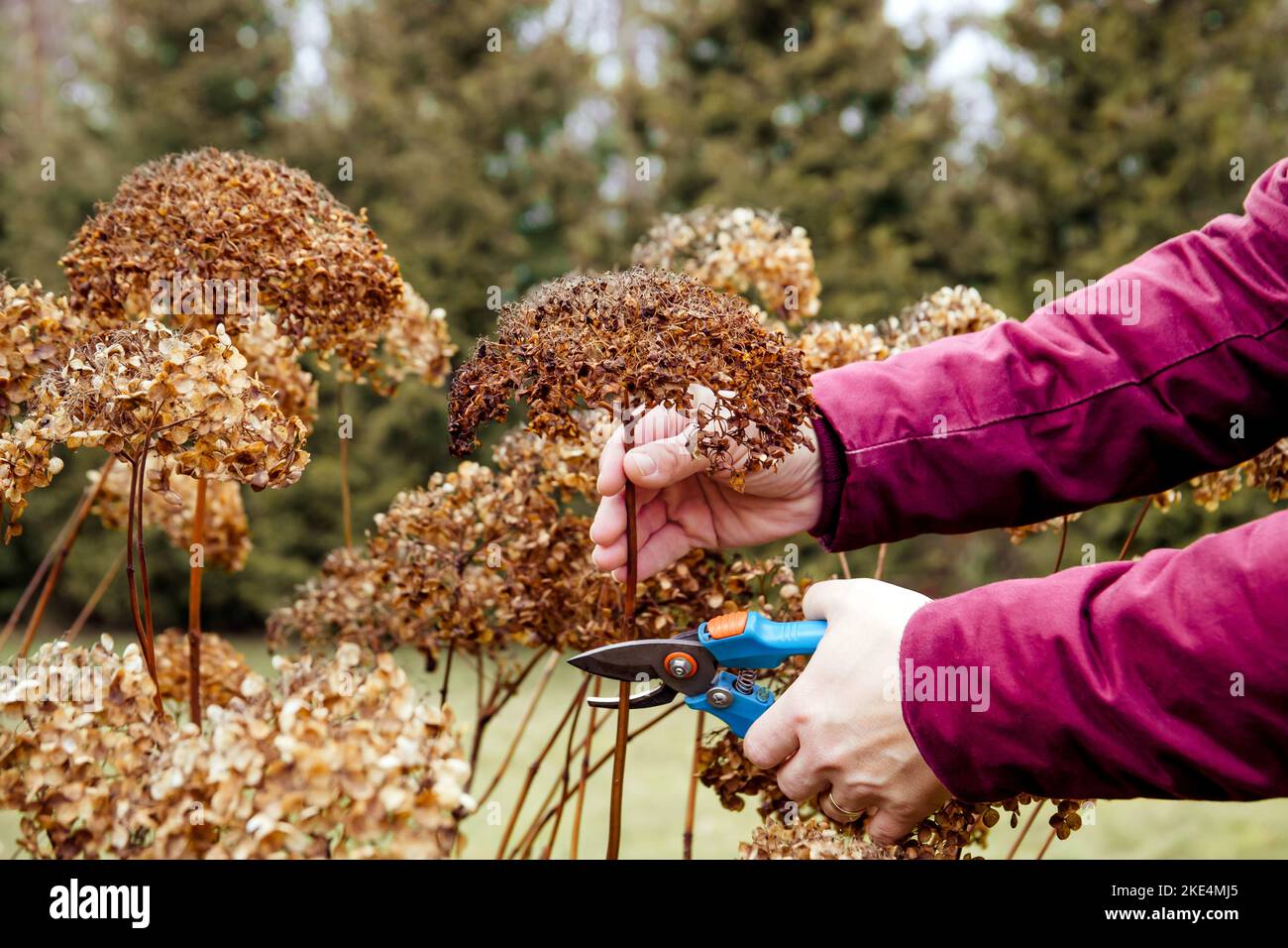 Persona ha tagliato i vecchi fiori di hydrangeas giù prima dell'inverno. Concetto di lavoro autunnale di giardinaggio domestico. Foto Stock