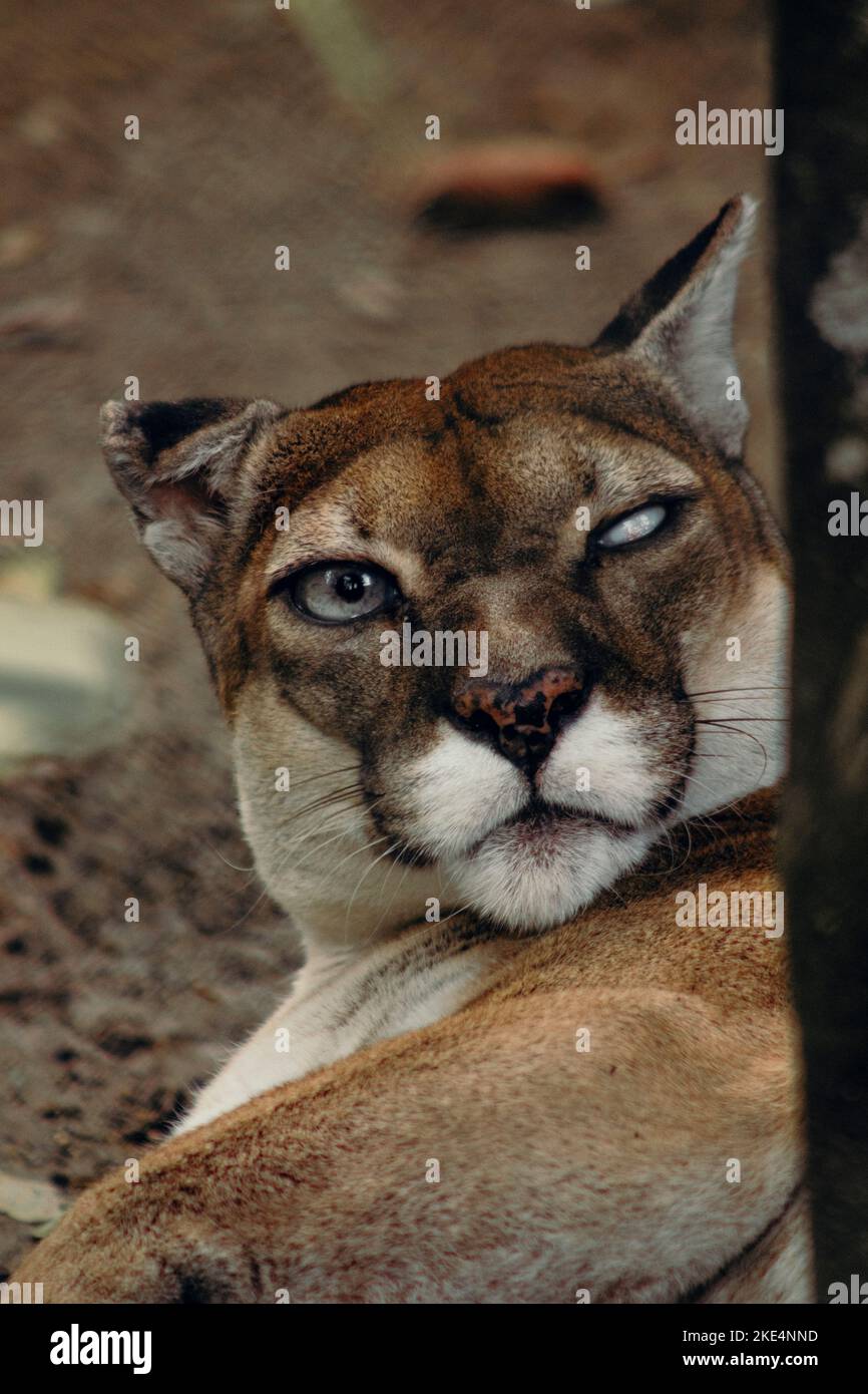 Un ritratto verticale di una pantera della Florida Foto Stock