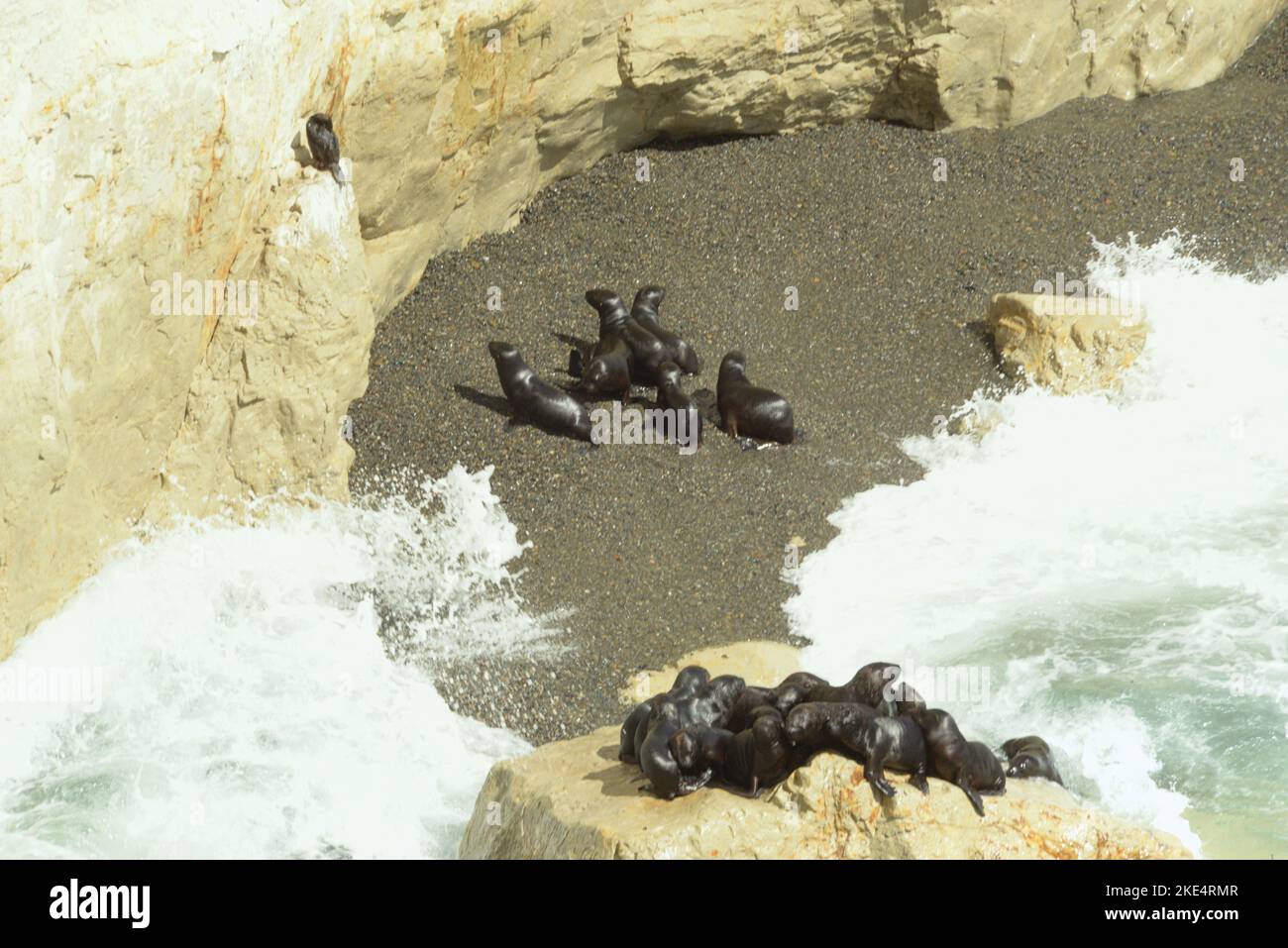 La Riserva Naturale Punta Loma, con la sua colonia di leoni marini, si trova a 17 chilometri dal centro urbano di Puerto Madryn. Colonia di leoni marini Foto Stock