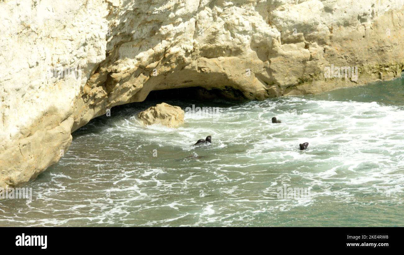 La Riserva Naturale Punta Loma, con la sua colonia di leoni marini, si trova a 17 chilometri dal centro urbano di Puerto Madryn. Colonia di leoni marini Foto Stock